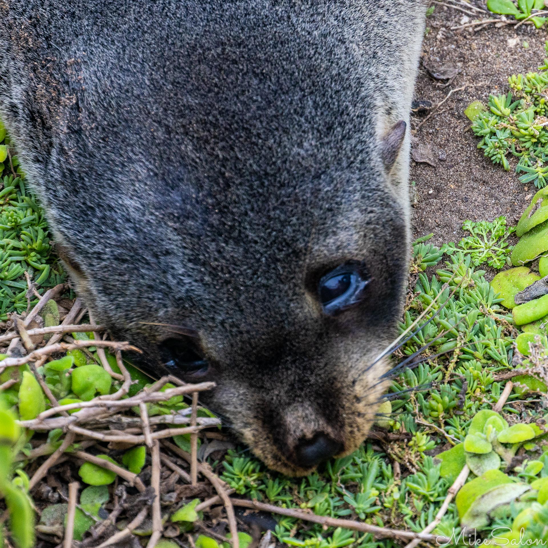 Close up of a fur-seal pup resting but alert. [3768]