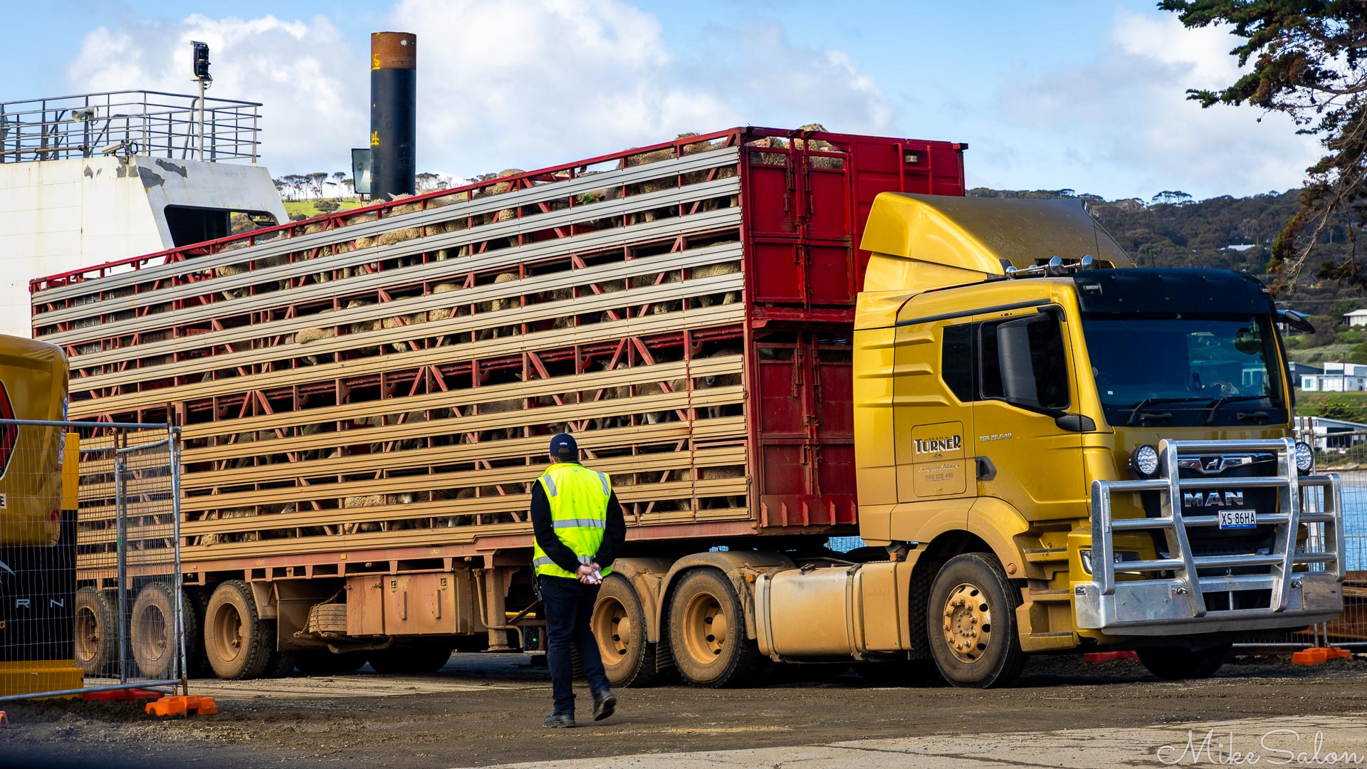 Semi-trailer full of doomed sheep reversing into a ferry. [4430]
