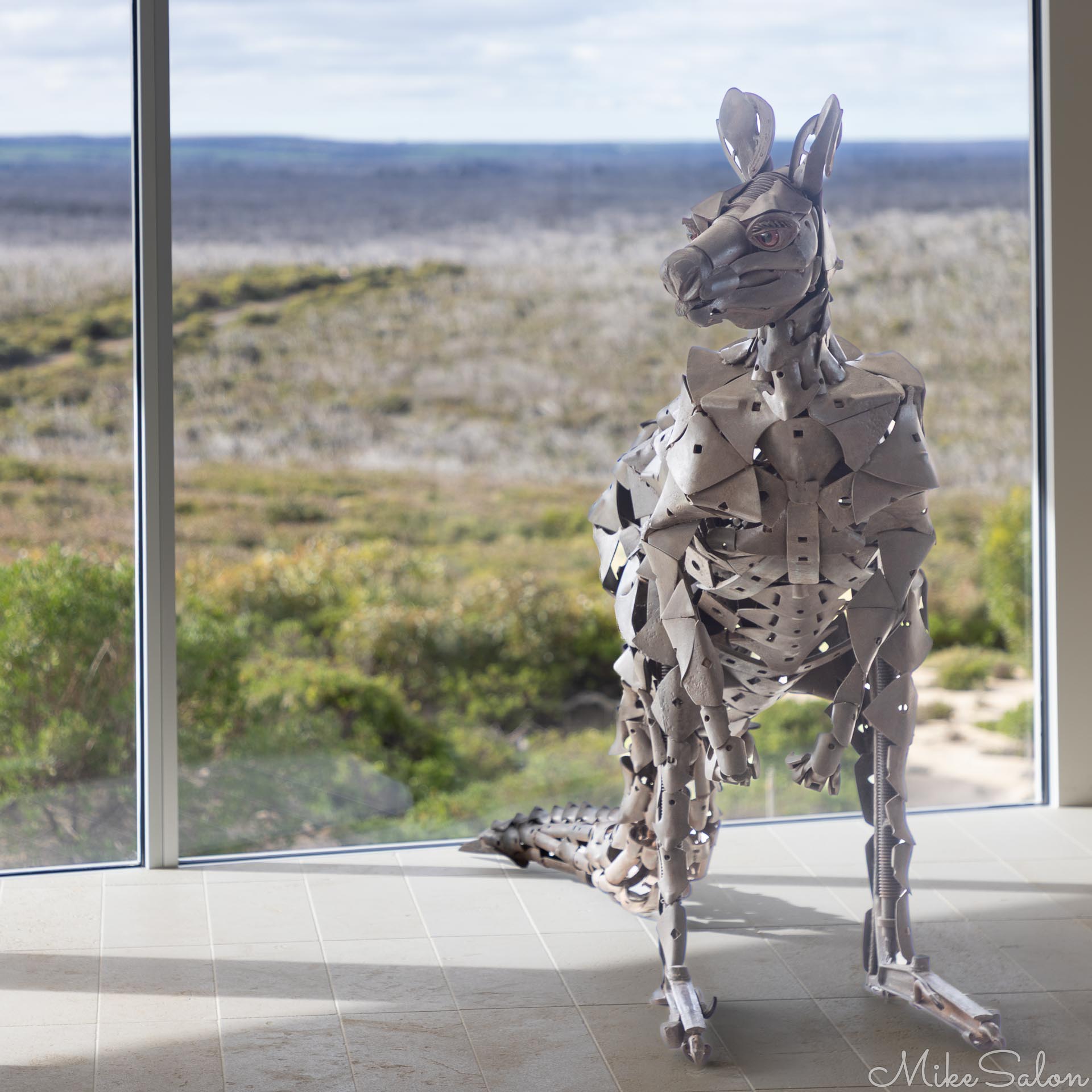 Steel kangaroo sculpture inside, with heathland visible outside. [3724]