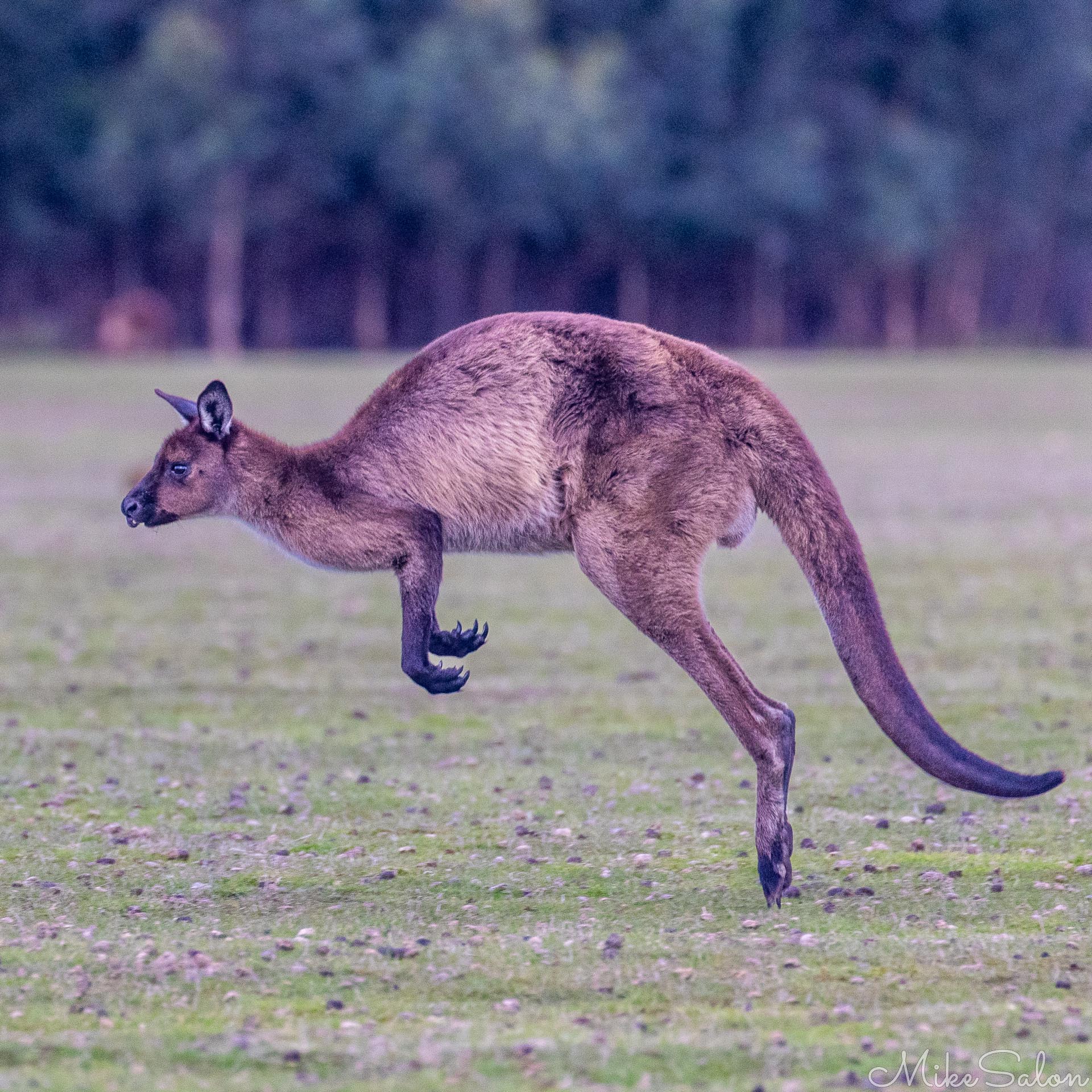 A Kangaroo Island kangaroo hopping. [3956]