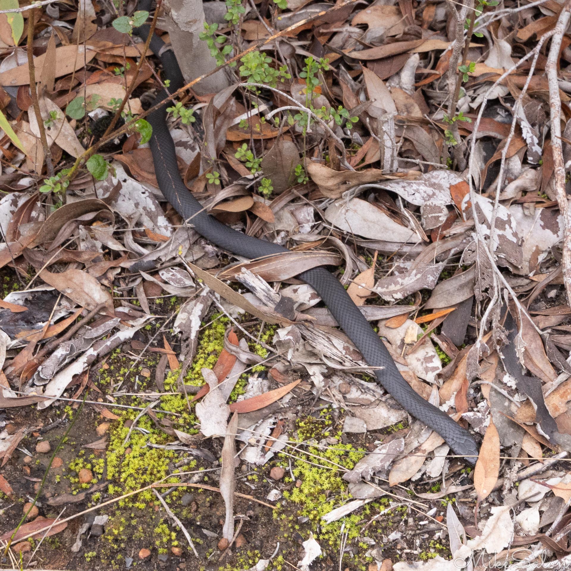 Black snake amongst leaf litter. [3916]