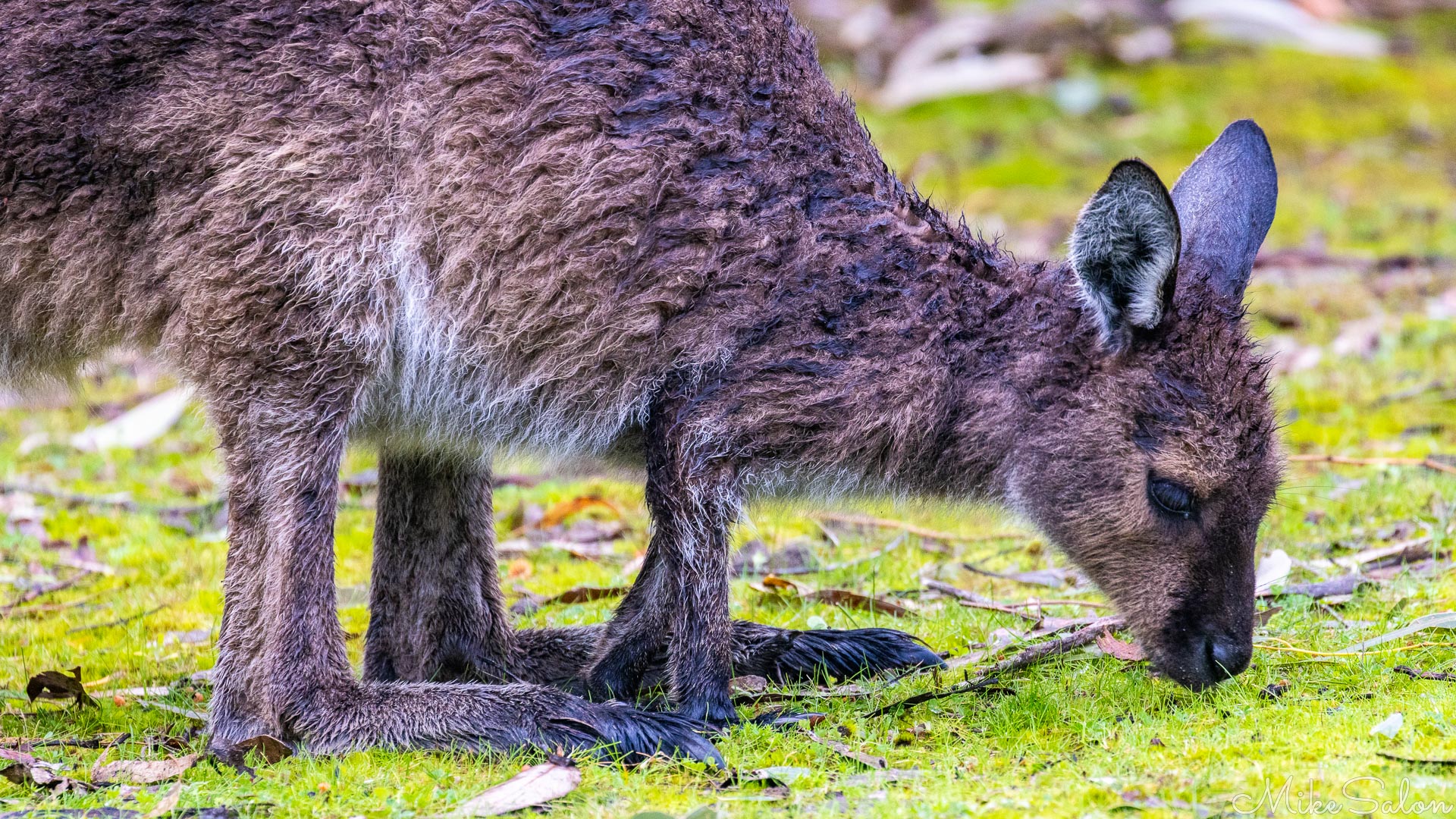 Close up of damp young kangaroo, nibbling grass. [4140]