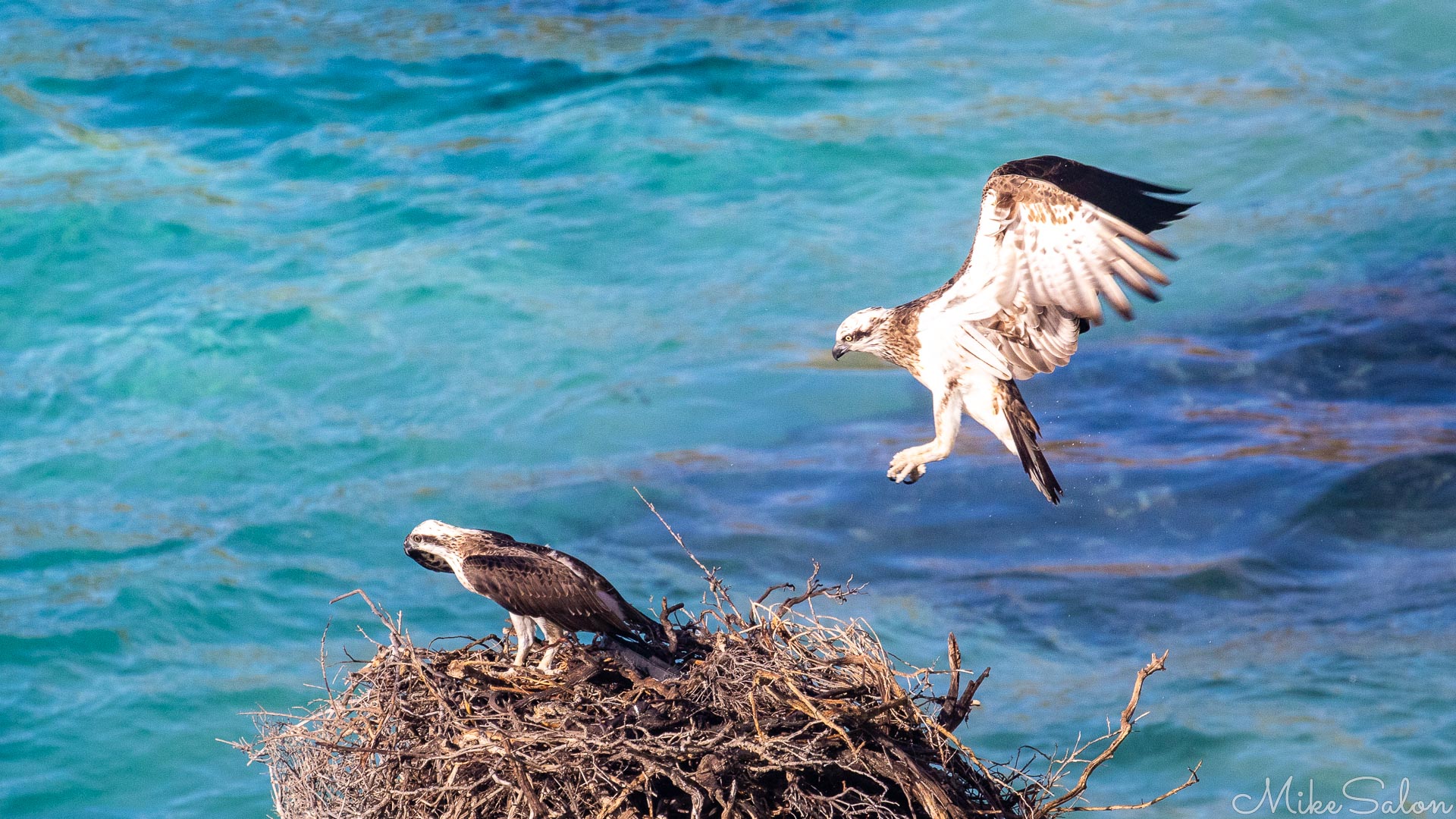 Osprey landing at a nest already occupied by the other parent. [4321]