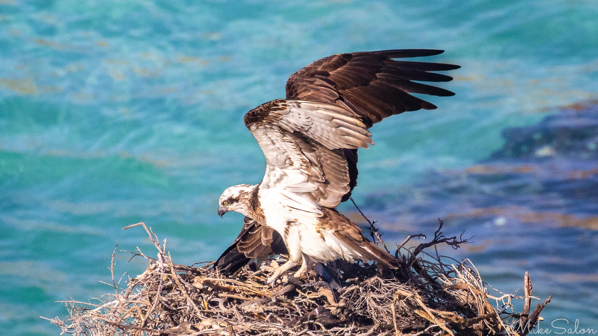 Osprey taking off from a nest, ocean in the background. [4334]