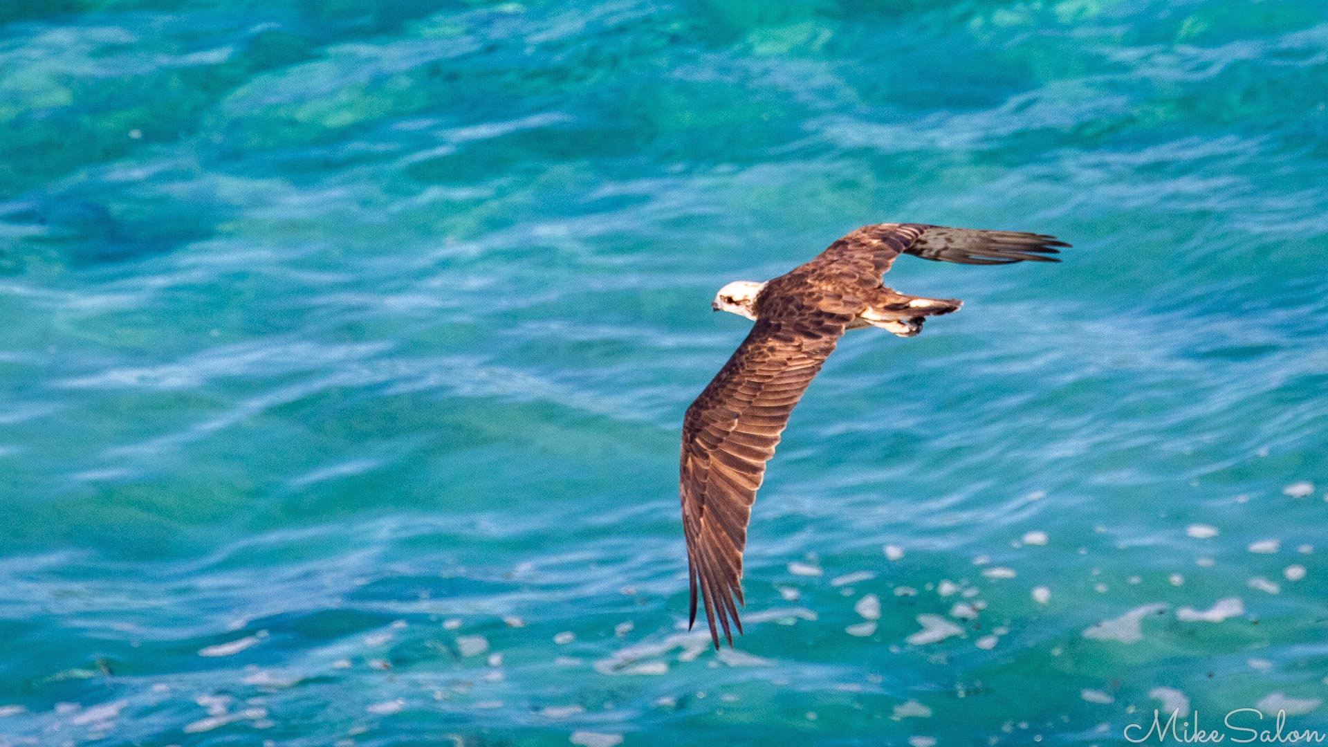 Osprey in flight, seen from above, turquoise ocean in background. [4345]