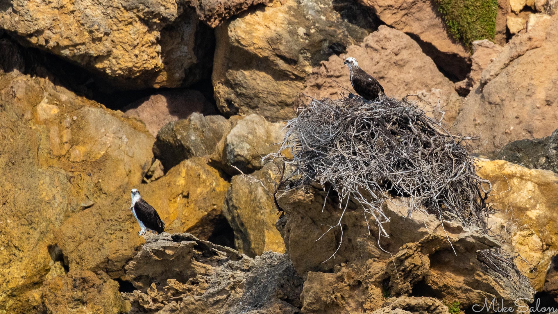 Osprey couple on-guard, one in, the other outside a nest, rock wall in background. [4379]