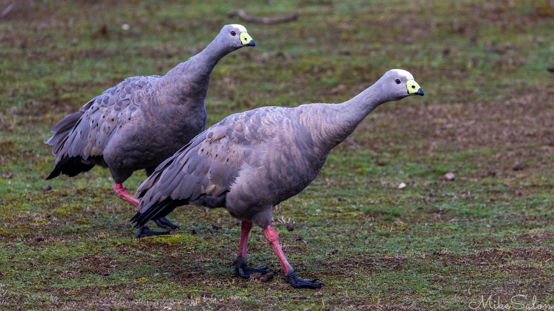This pair of Cape Barren Geese seem very determined in their mission, marching along with their pink legs and black feet. [3464]