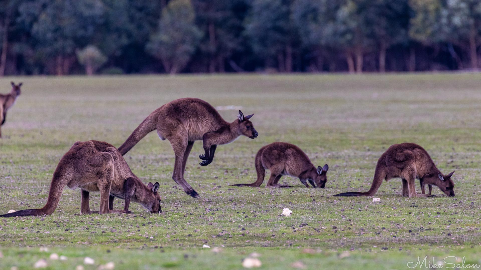 One Kangaroo Island Kangaroo bounding through a group of others feeding on the Grassdale grass. [3940]