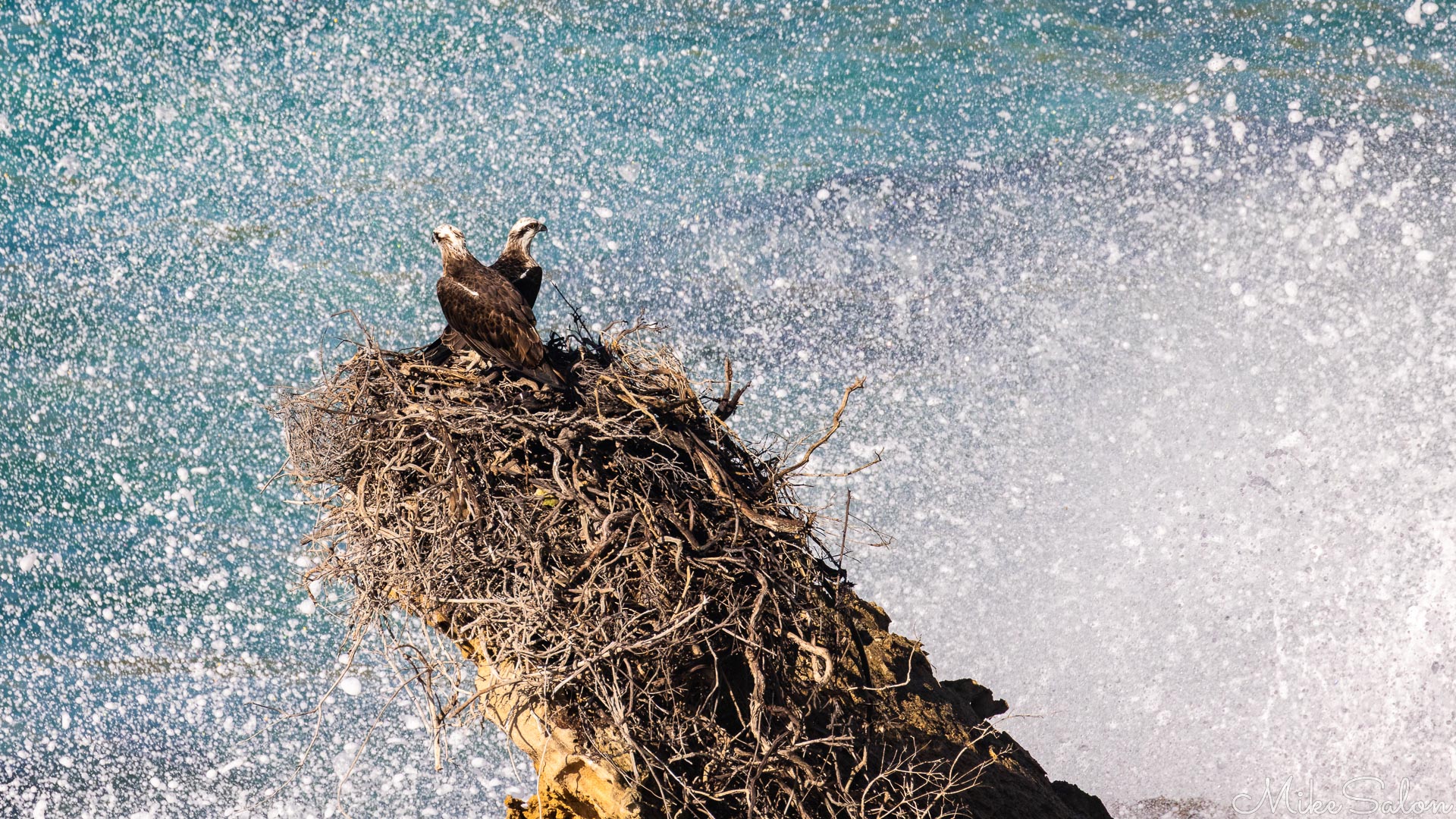 Osprey couple enjoying the spray as a wave crashes on the shore. [4338]