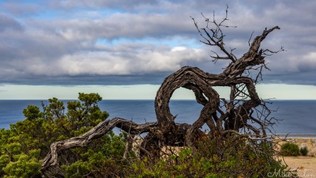 Gnarled and burned tree seen against ocean and clody sky. [3733]