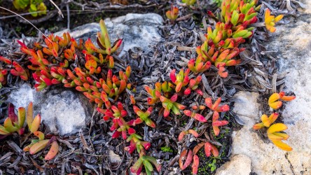 Pig Face creepers looking bright red, clinging to a rock. [3850]
