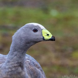 Close up of the head of an altert-looking Cape Barren Goose. [3436]