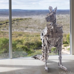 Steel kangaroo sculpture inside, with heathland visible outside. [3724]