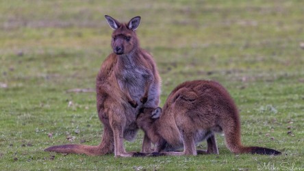 Large joey feeding on mum kangaroo. [3931]