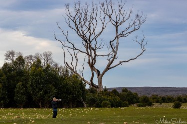 Photographer with long lens, dead tree in background, cloudy blue sky. [3944]