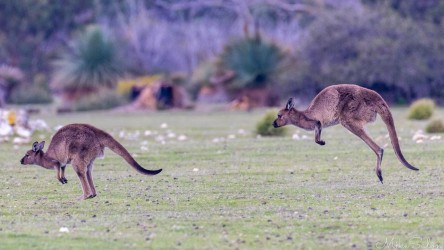 Two kangaroos bounding, seen in profile, across a grassy paddock. [3960]
