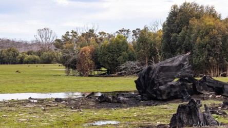 Burnt tree stump amngst recovering vegetation. [4001]