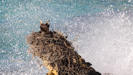 Sea spray, two ospreys in a nest on a rocky pinnacle. [4338]