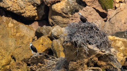 Osprey couple on-guard, one in, the other outside a nest, rock wall in background. [4379]