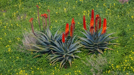 Patch of red hot pokers against a sea of tiny yellow flowers. [4402]