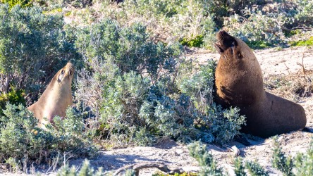 Two sea-lions in the grassy sand dunes. [3633]