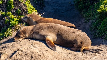 Two sea-lions dozing in the sun in the sand dunes. [3614]