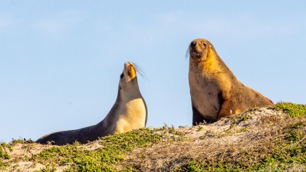 Two sea-lions, seen from below, profiled against a blue sky. [3627]