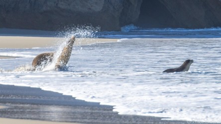 Sea-lions at the surf edge, heading out to sea. [3686]