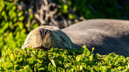 Close up of sea-lion, featuring its snout. [3693]