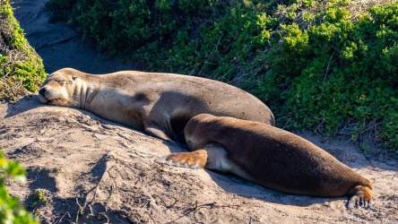 Sleepy mother sea-lion and a hungry cub, in a rock corner of the sand dunes. [3697]