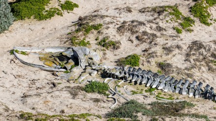 Old skeleton of a juvenile Humpback Whale, half buried in sand. [3709]