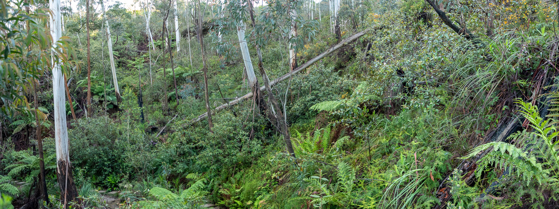 Tall gums and lush green undergrowth in a gully underneath Katoomba. [8791]