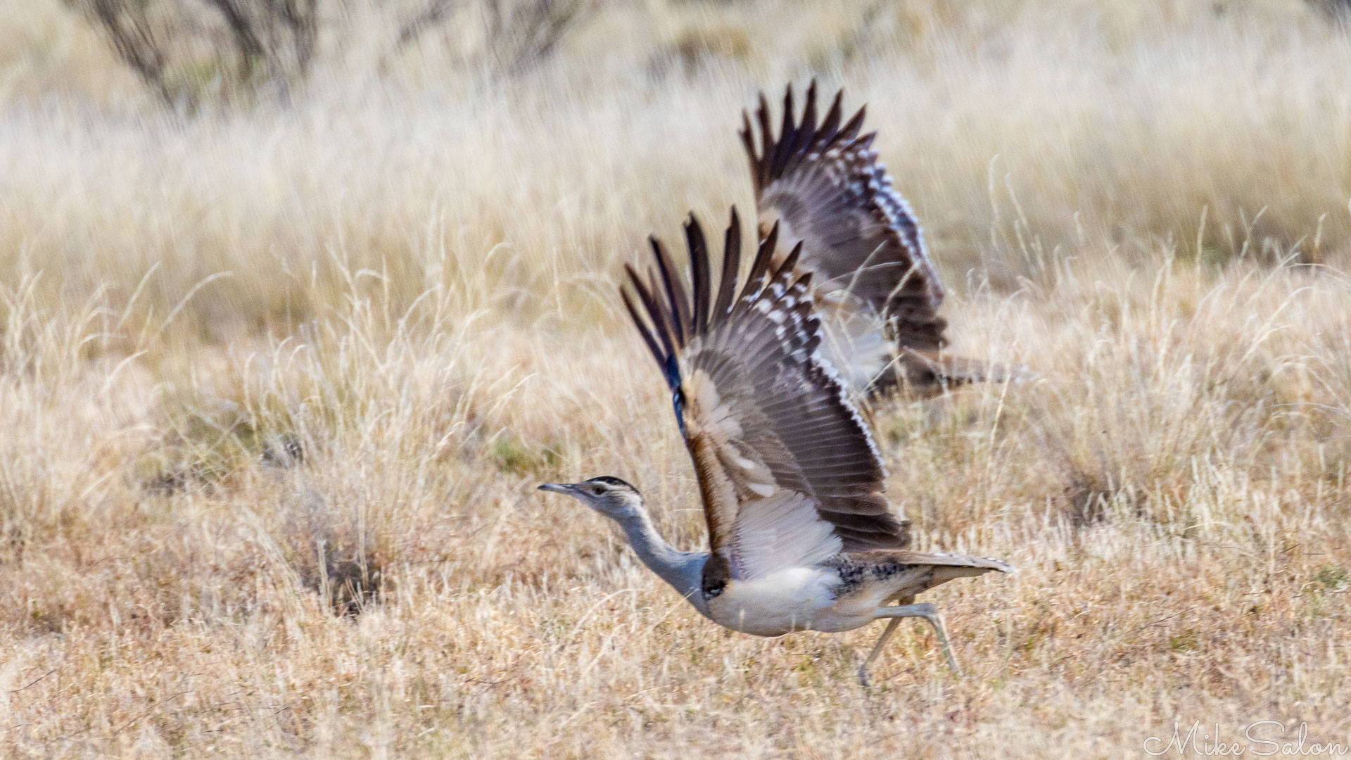 Two Australian Bustards taking off from the grass. [7924]