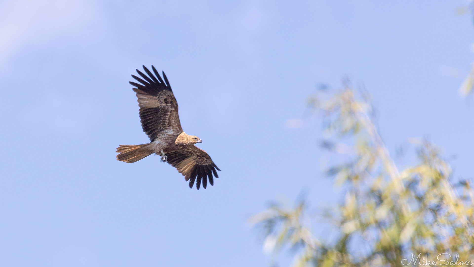 Black Kite gliding. [7763]