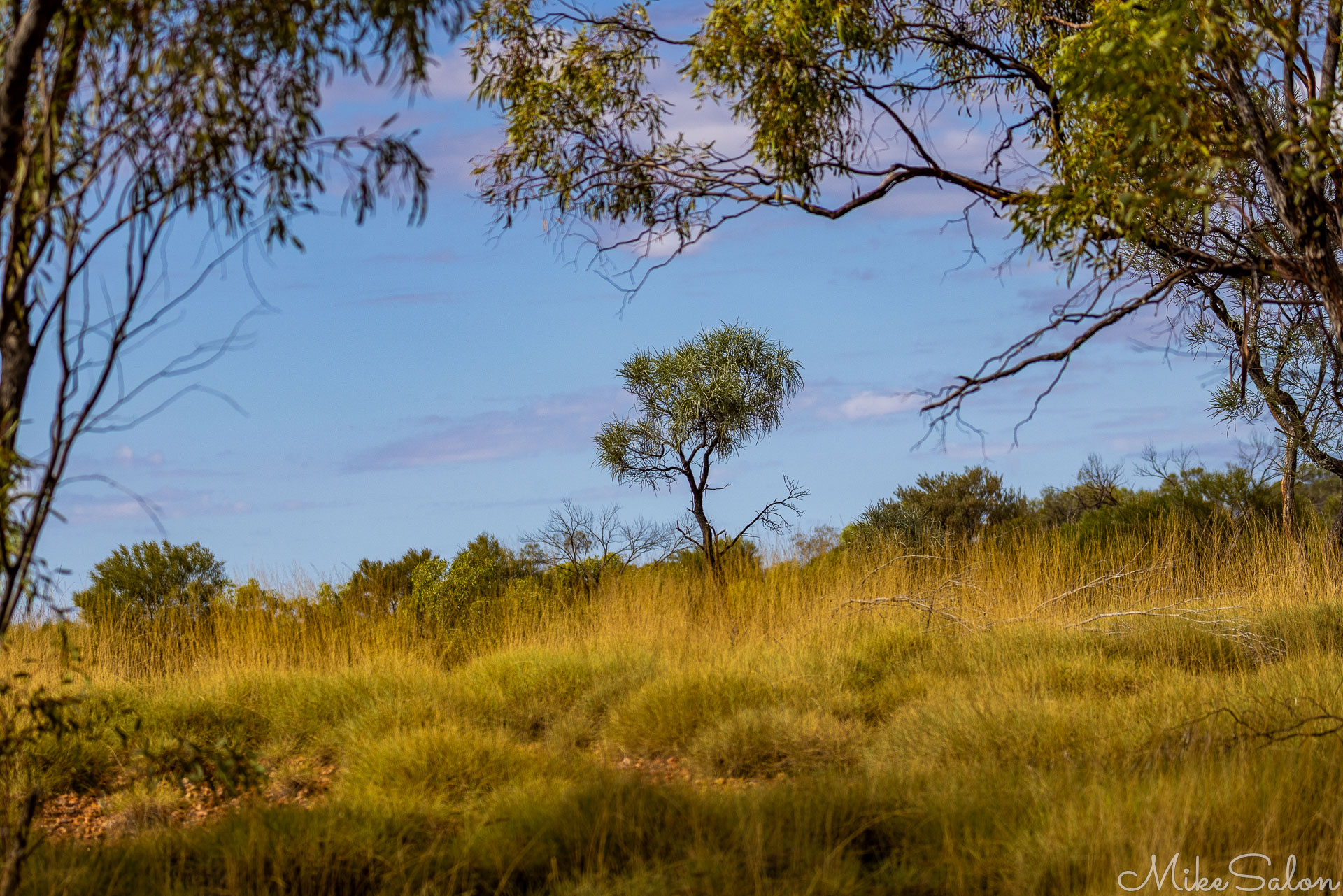Rocky ground covered in spinifex clumps. [7949]