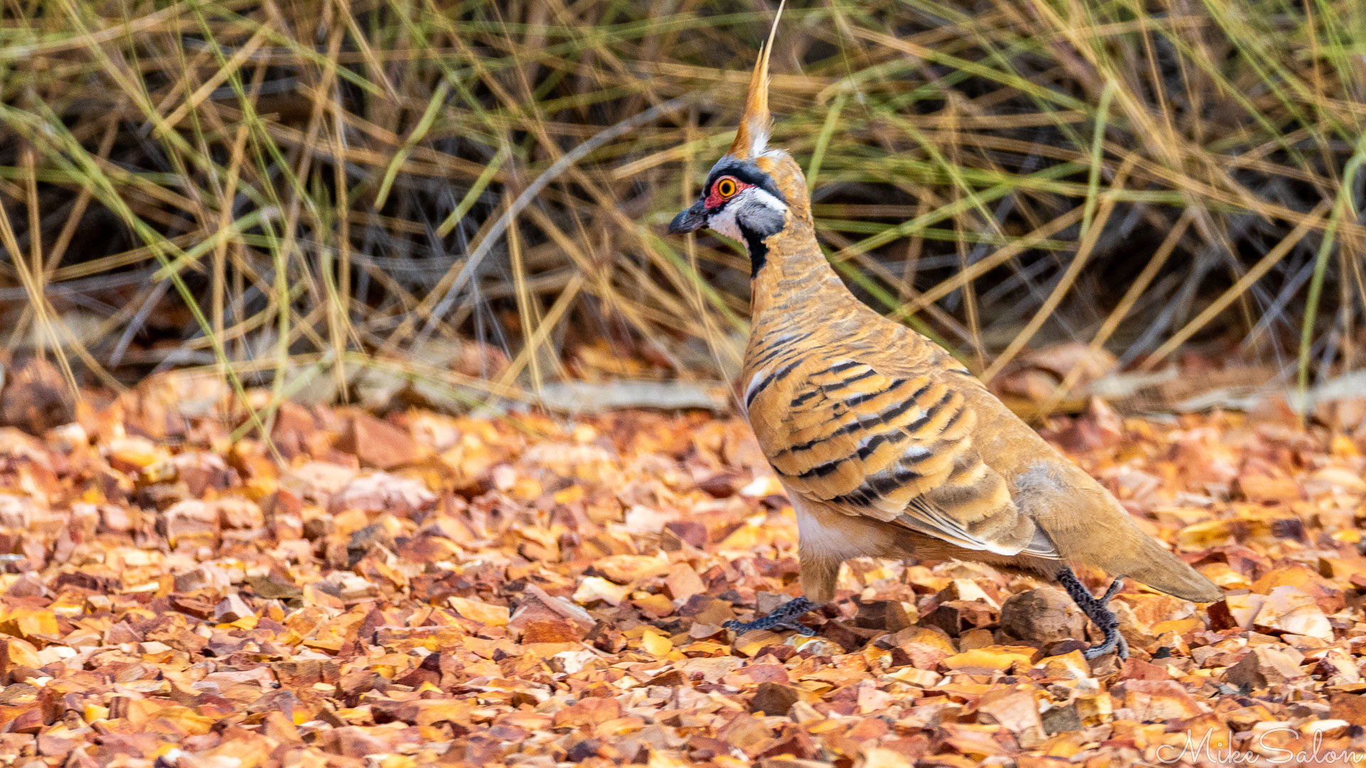 Spinifex Pigeon on rocky ground. [7958]