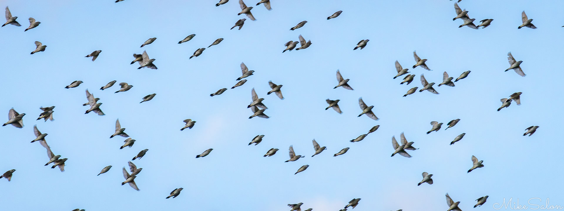 Flock of Little Woodswallows over Winton`s water treatment plant. [7972]