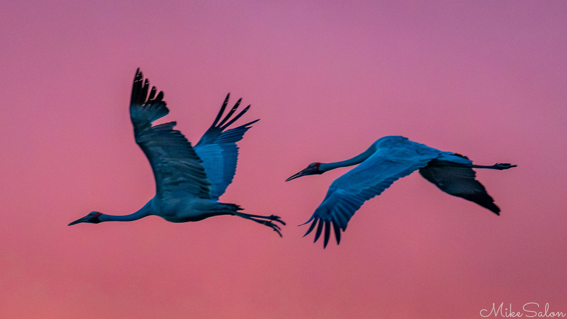 Two brolgas cast in blue in post-sunset light. [8069]
