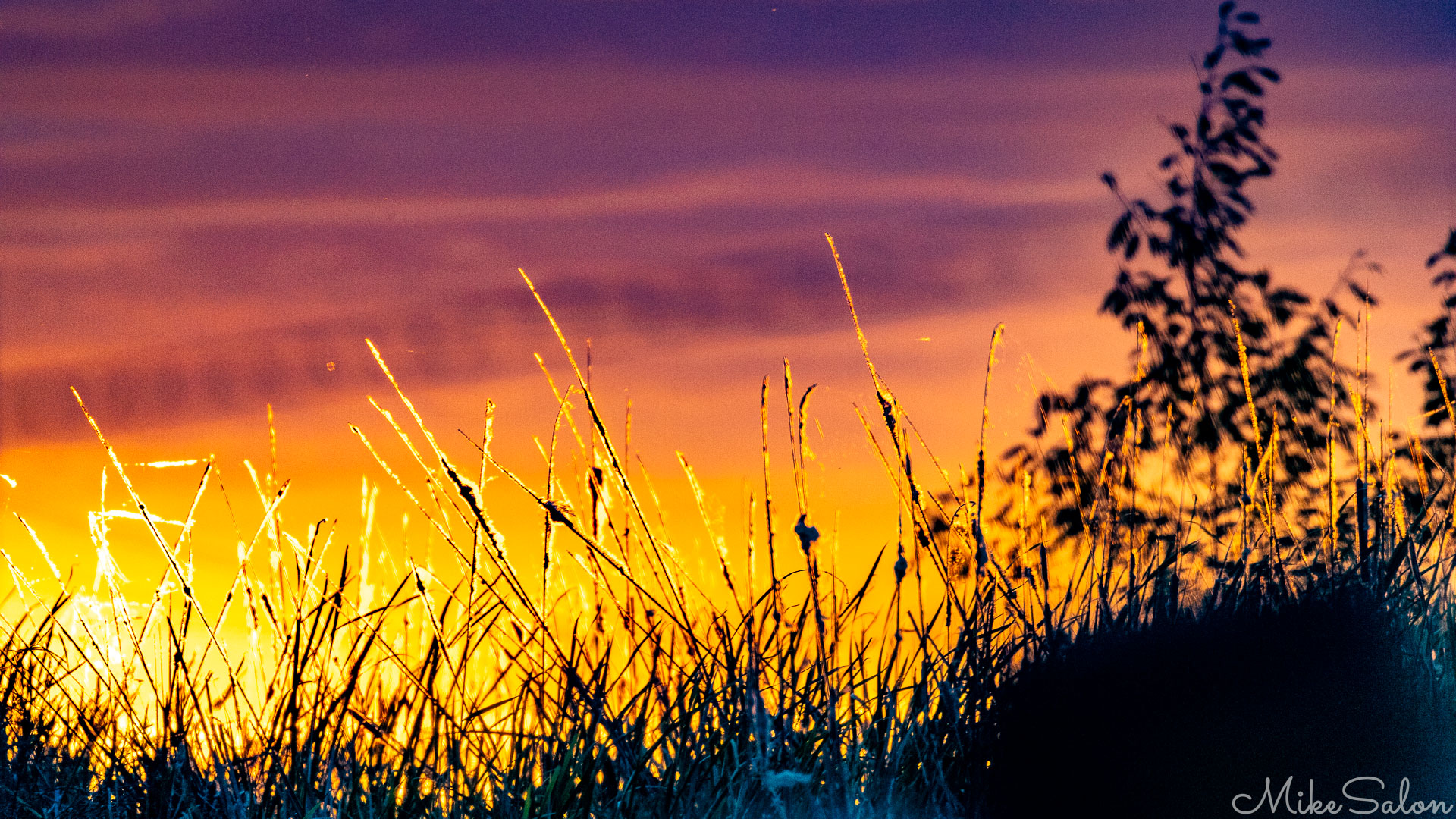 Sunset view into Water Treatment Plant, obscured by reeds, and a fence. [8002]