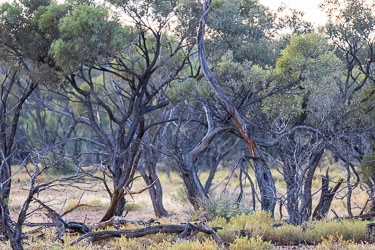 These gnarled trees caught our eye. Their contorted limbs and sparse crowns tell of decades of drought, wind, and resilience — a living sculpture shaped by the harsh rhythm of western Queensland. [7866]