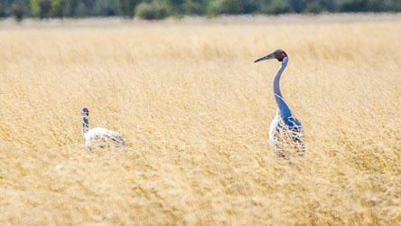 Two brolgas in the grass. They like open wetlands and grassy plains like the Mitchell Grass Downs, where they feed on tubers, seeds, and insects. [7913]