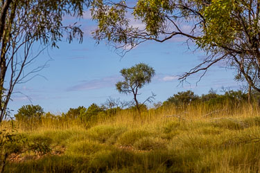 It's in this spinifex terrain that we look for the elusive Carpentaria Grasswren, with no luck. [7949]