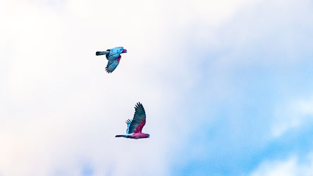 Pair of Galahs, unmistakable with their soft pink breasts and pale grey wings,  highly social and not as dumb as their name would imply, often seen in pairs or small flocks like this, calling noisily as they wheel overhead. [7998]