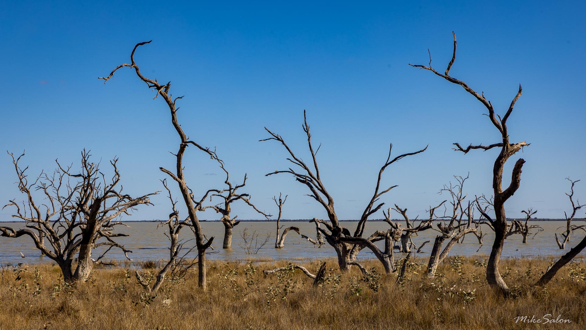 Bare trees on dry shoreline with blue sky background.