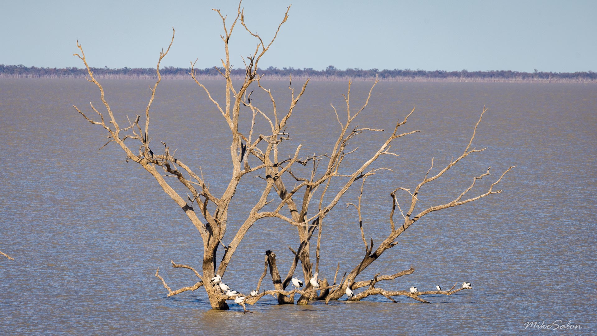 Partly submerged dead tree in huge lake.