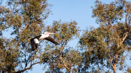 Pelican in flight above eucalyptus trees.