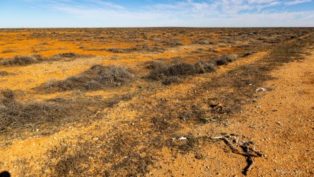 Arid plain with roadkill and sparse scrub under a wide blue sky.