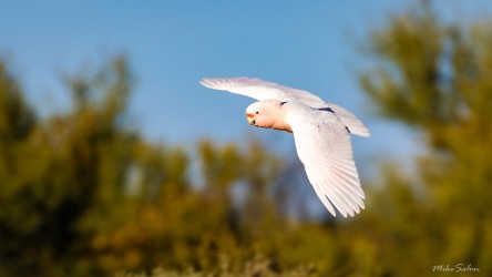 Galah flying with wings spread above trees.