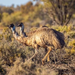 Two emus walking through dry scrub.