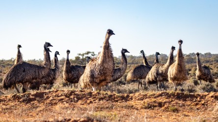 Group of emus standing on open sandy ground.